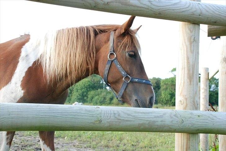 Pinto perle billede 2