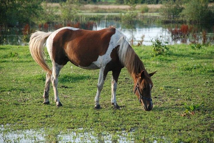 Pinto perle billede 3
