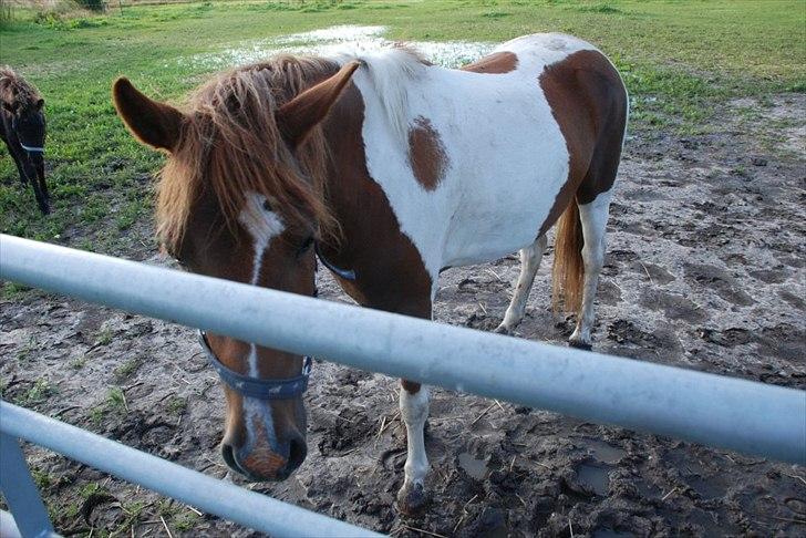 Pinto perle billede 4