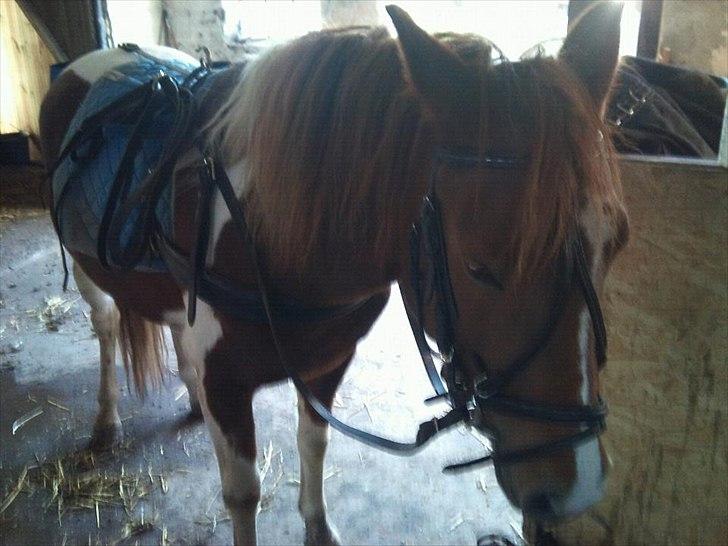 Pinto perle billede 5