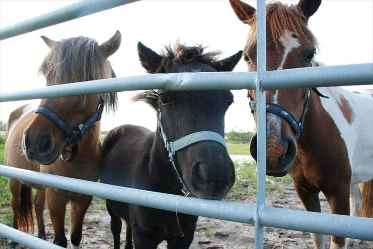 Pinto perle billede 6