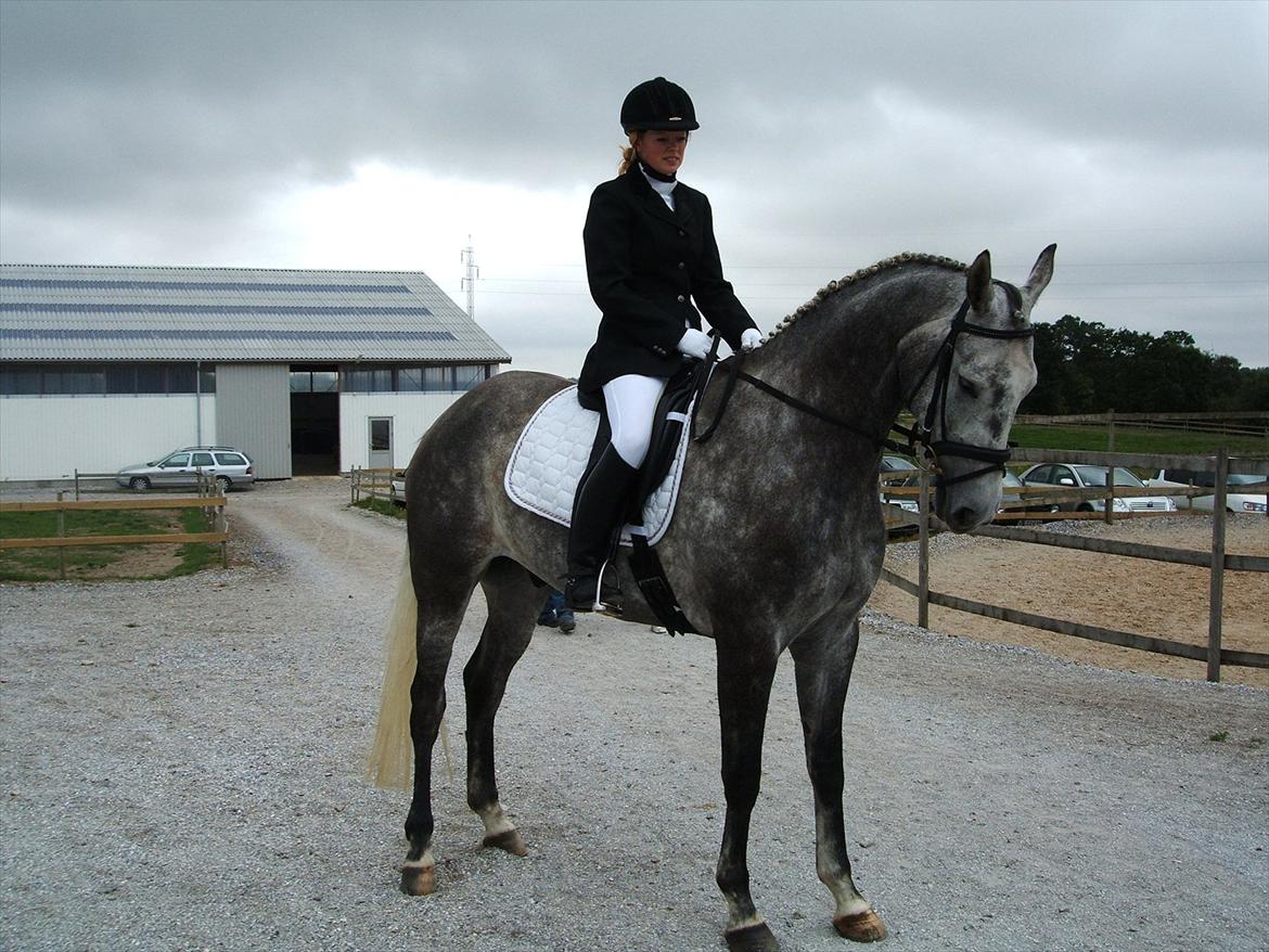 Dansk Varmblod Jægersmindes Tristan billede 7