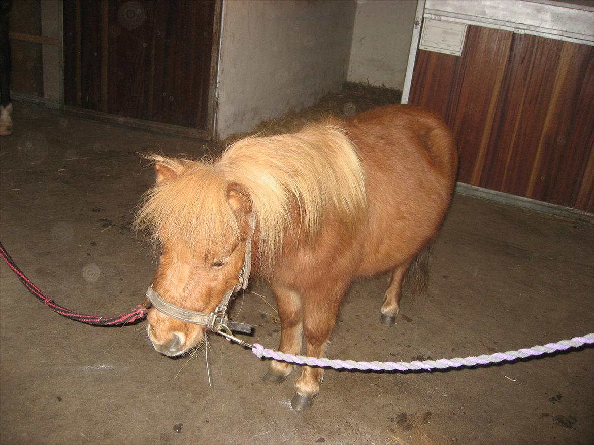 Miniature Laban - På gangen billede 2