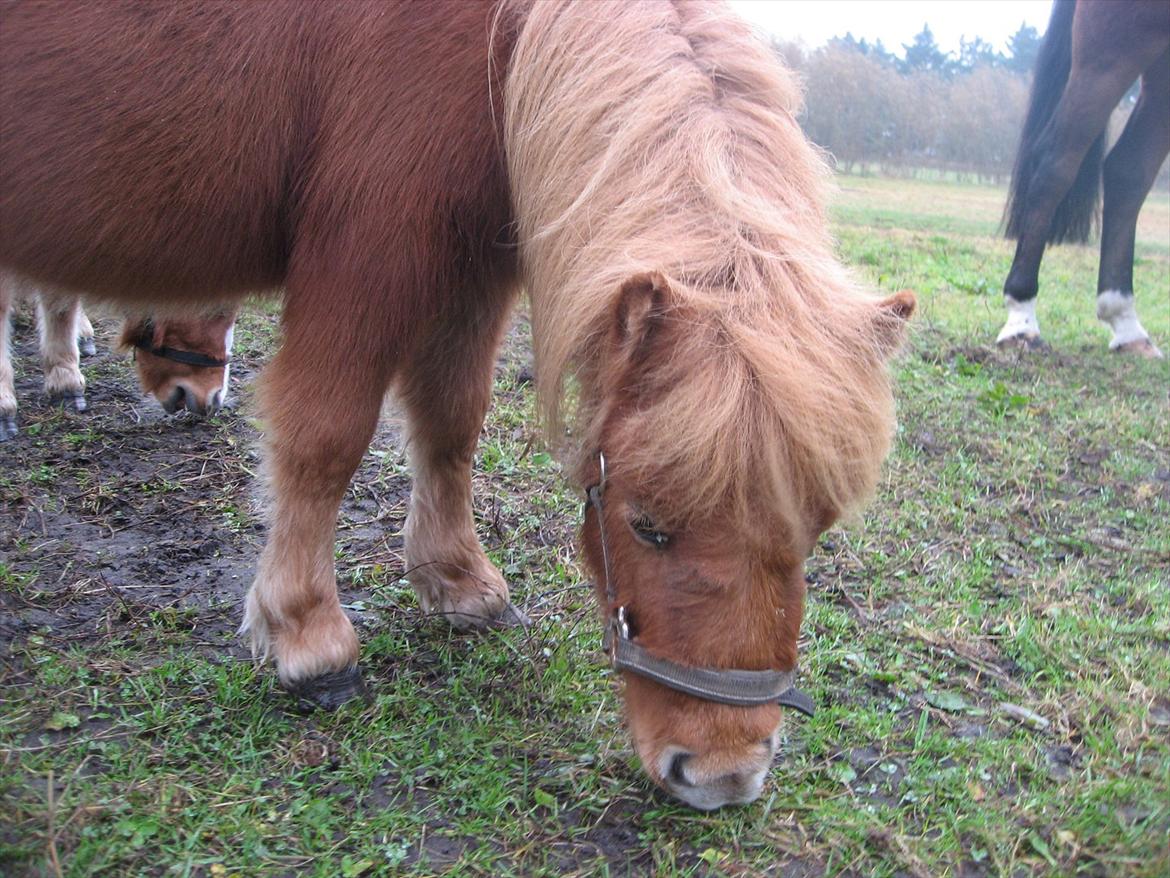 Miniature Laban - På folden billede 6