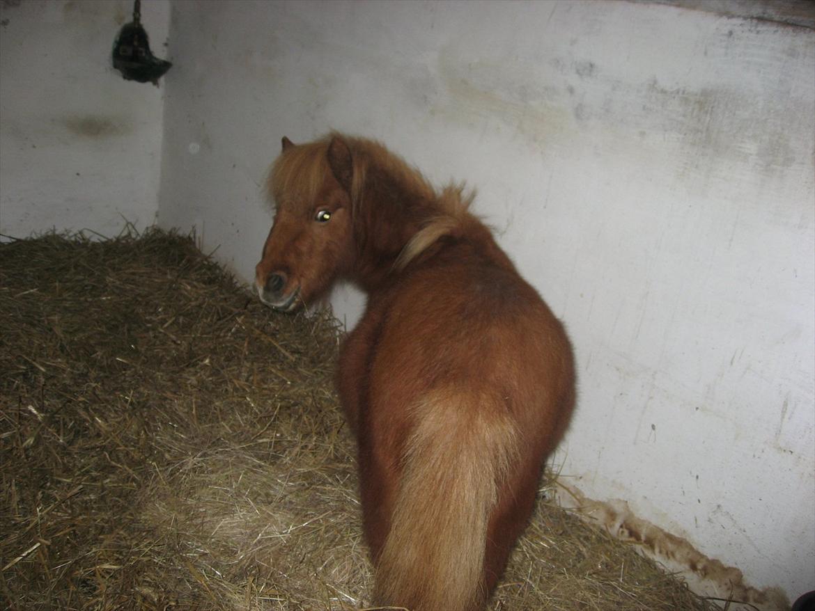 Miniature Laban - I boksen billede 7