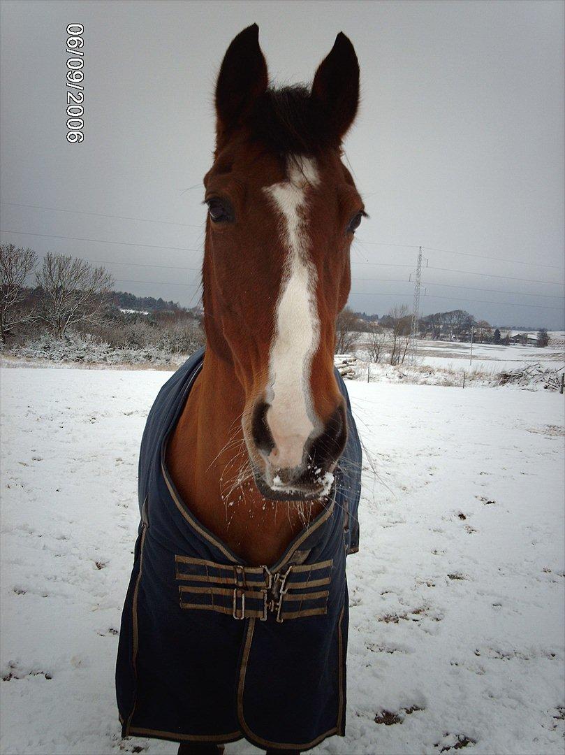 Anden særlig race dolly - vinter:) billede 2