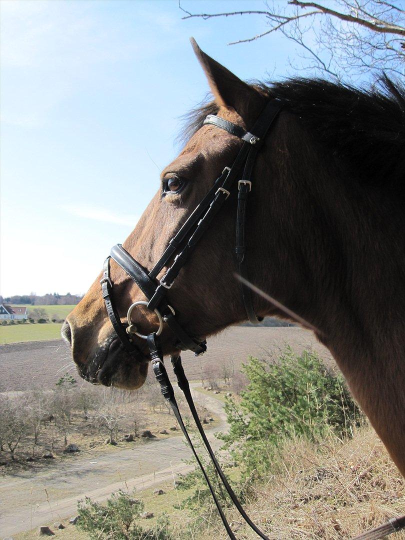 Anden særlig race dolly - skovtur.. kold mdr sikke med maget pels hun har der:) billede 4
