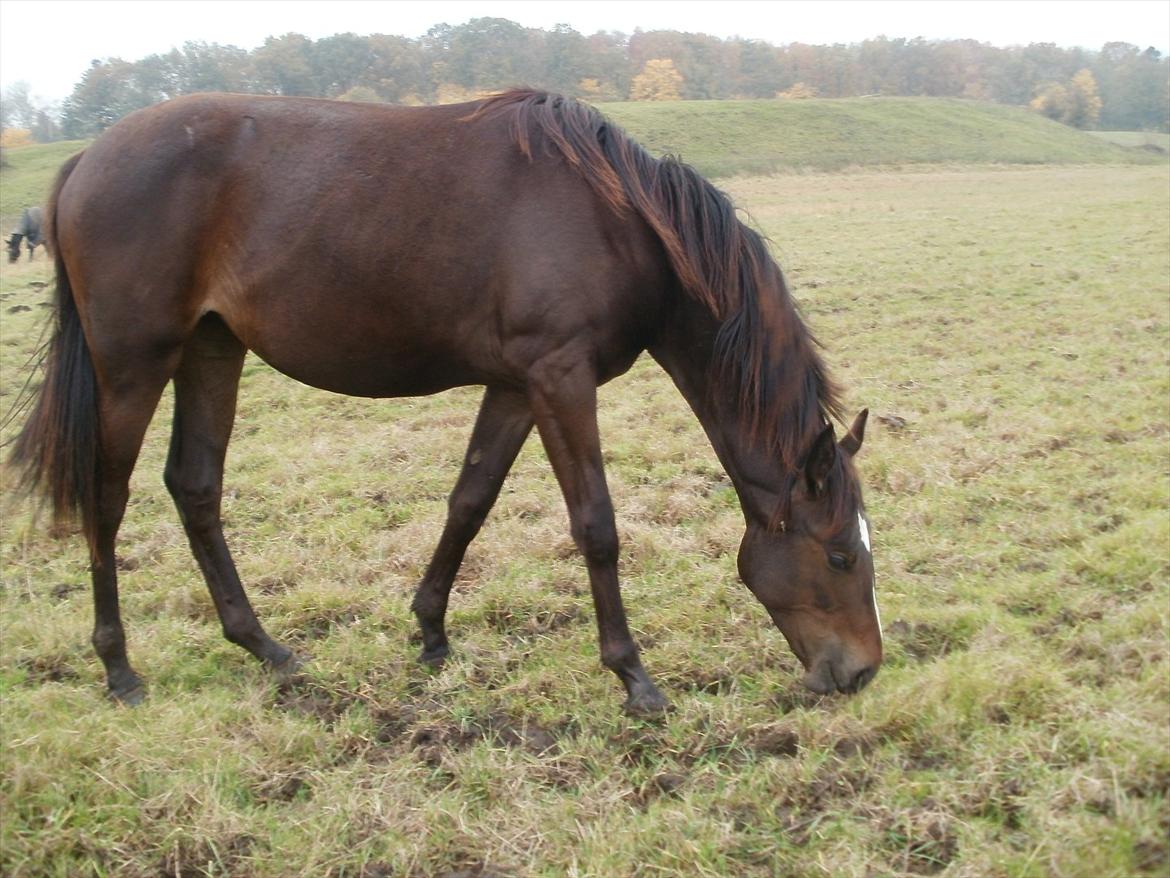 Oldenborg Englerups Flora billede 5