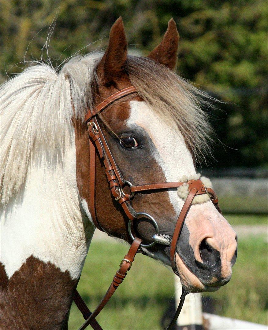 Anden særlig race Sunflower - B-PONY billede 1