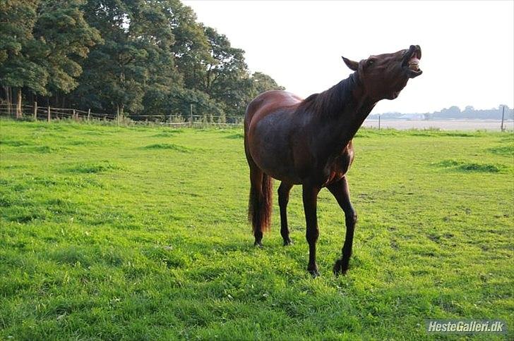 Pinto Lady Taupo (SOLGT) - taupo vil ike have at det regner så på vej til læ-skuret dansede hun en smile-sol-dans til solen.hihi:D  billede 13