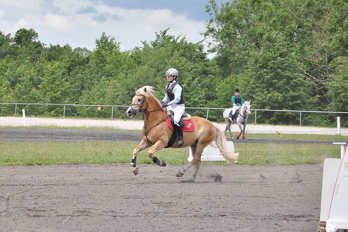 Tyroler Haflinger Story - Vilhelmsborg, landsfinalerne 2011 billede 7