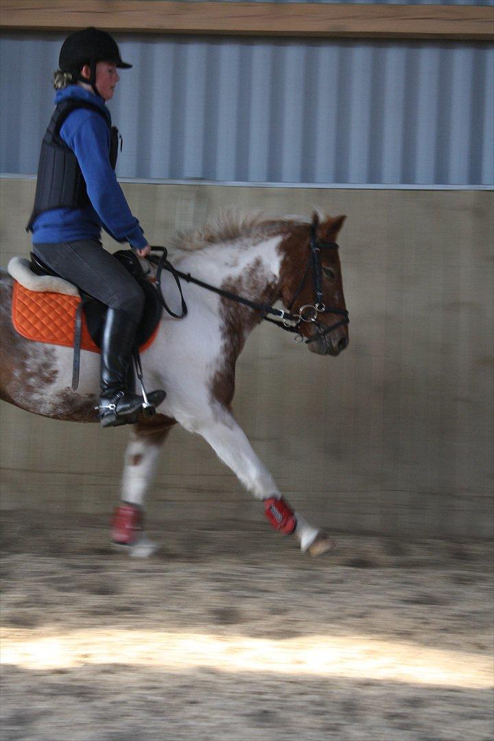 Anden særlig race Bonny - Springtræning den 15 okt 2011! Lidt dressur pony har man vel lov til at være! ;) Elsker dig Bonny!<3 :' billede 17