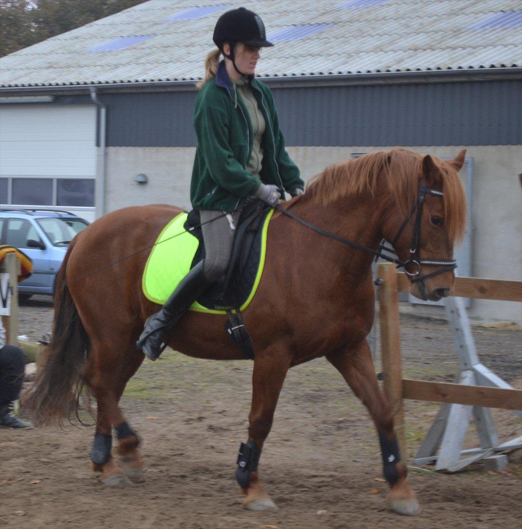 Anden særlig race Monique *Tyksakken*<3 - 30/10 - 2011 :) Dejligt at ride min hyp igen<3 

Foto: Mads billede 7