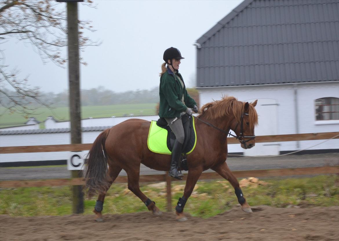 Anden særlig race Monique *Tyksakken*<3 - 30/10 - 2011 :) Hun var bare så fin :)<3

Foto: Mads billede 3