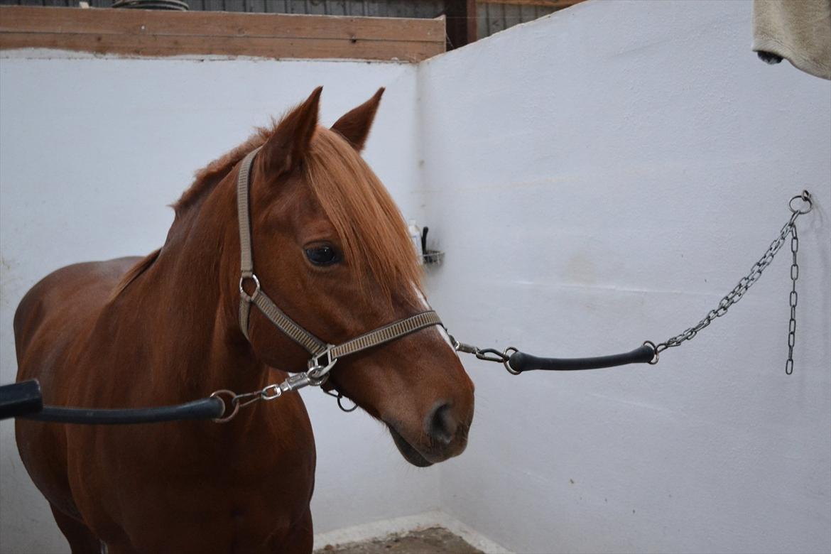 Anden særlig race Monique *Tyksakken*<3 - 30/10 - 2011!

Hun er bare smuk<3

Foto: Mig billede 15