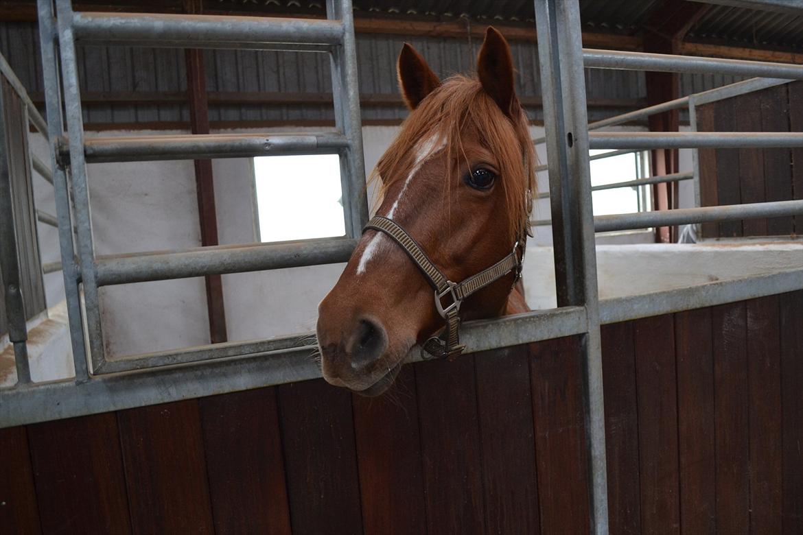 Anden særlig race Monique *Tyksakken*<3 - 30/10 - 2011 <3 hun blev lidt utilfreds da de andre blev lukket på fold! :D

Foto: mig billede 18