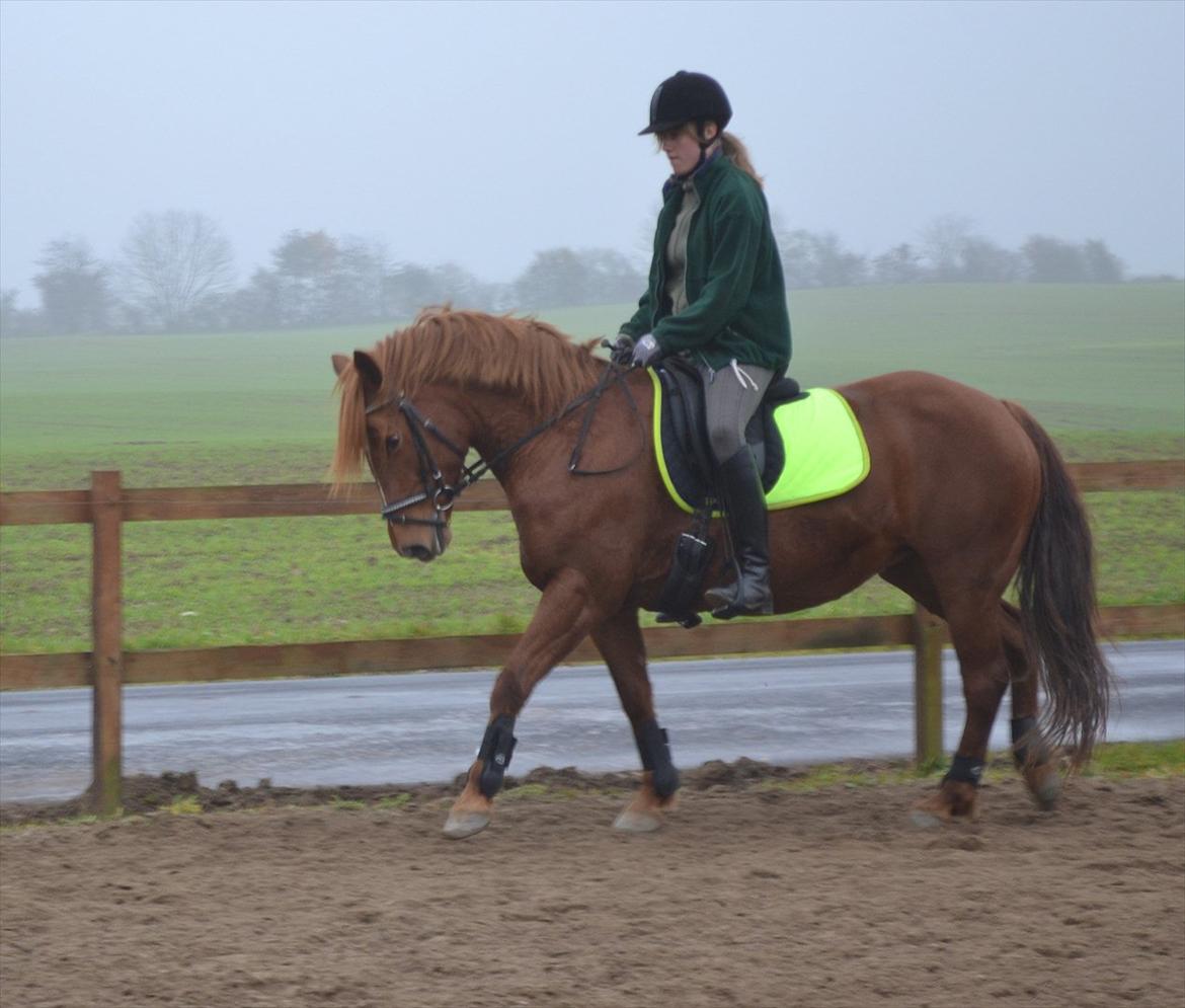 Anden særlig race Monique *Tyksakken*<3 - 30/10 - 2011 :) Smukke ponze<3

Foto: Mads billede 19