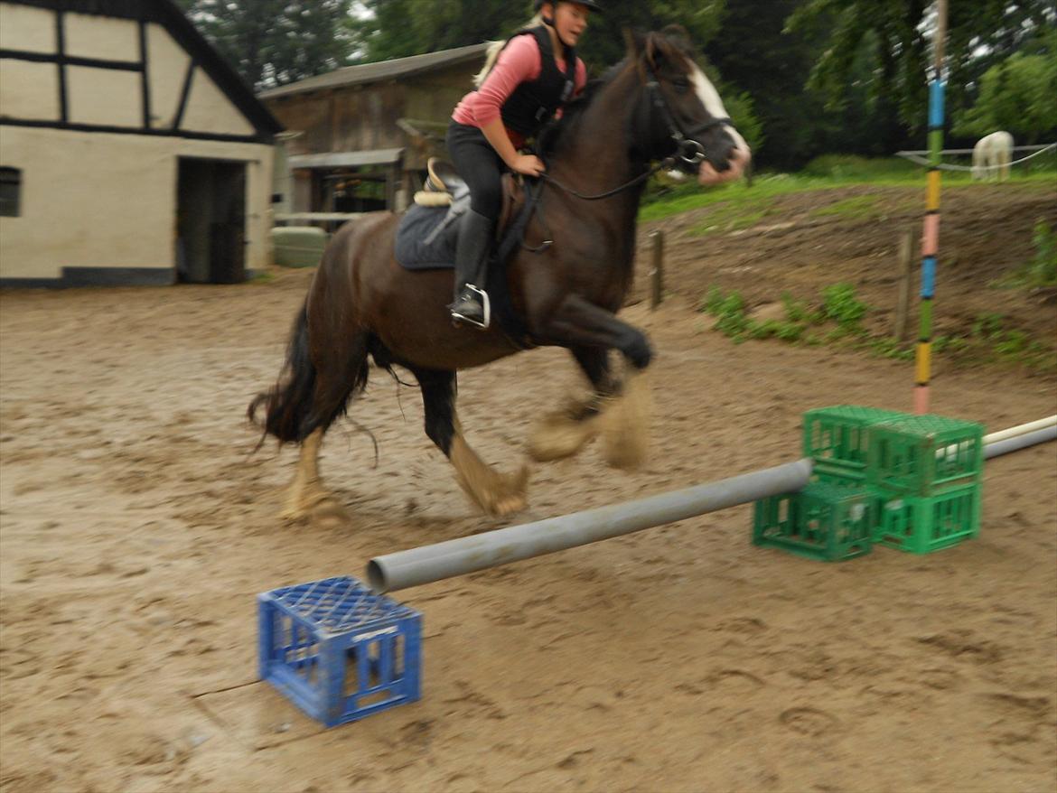 Irish Cob Igor's Ups Santana - Hop!;b<3 billede 9