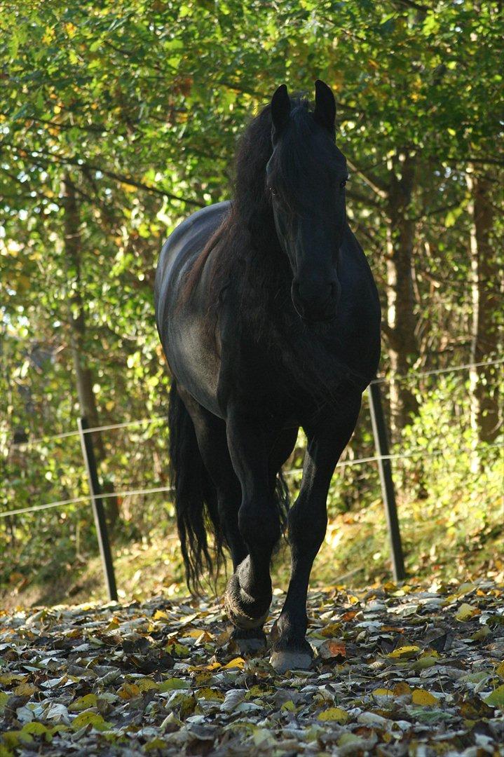 Frieser Jisk fan è Drifte - Efterår 2011:) billede 6