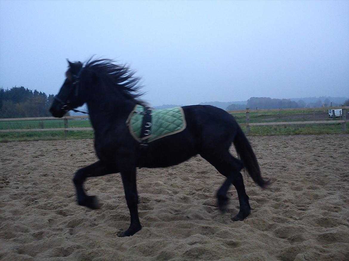 Barockpferd Ilano - jo ilano kan skam godt løfte bene hvis han skal :-) billede 20