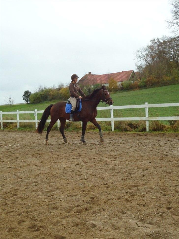 Dansk Varmblod Søgaards Lacoste billede 19