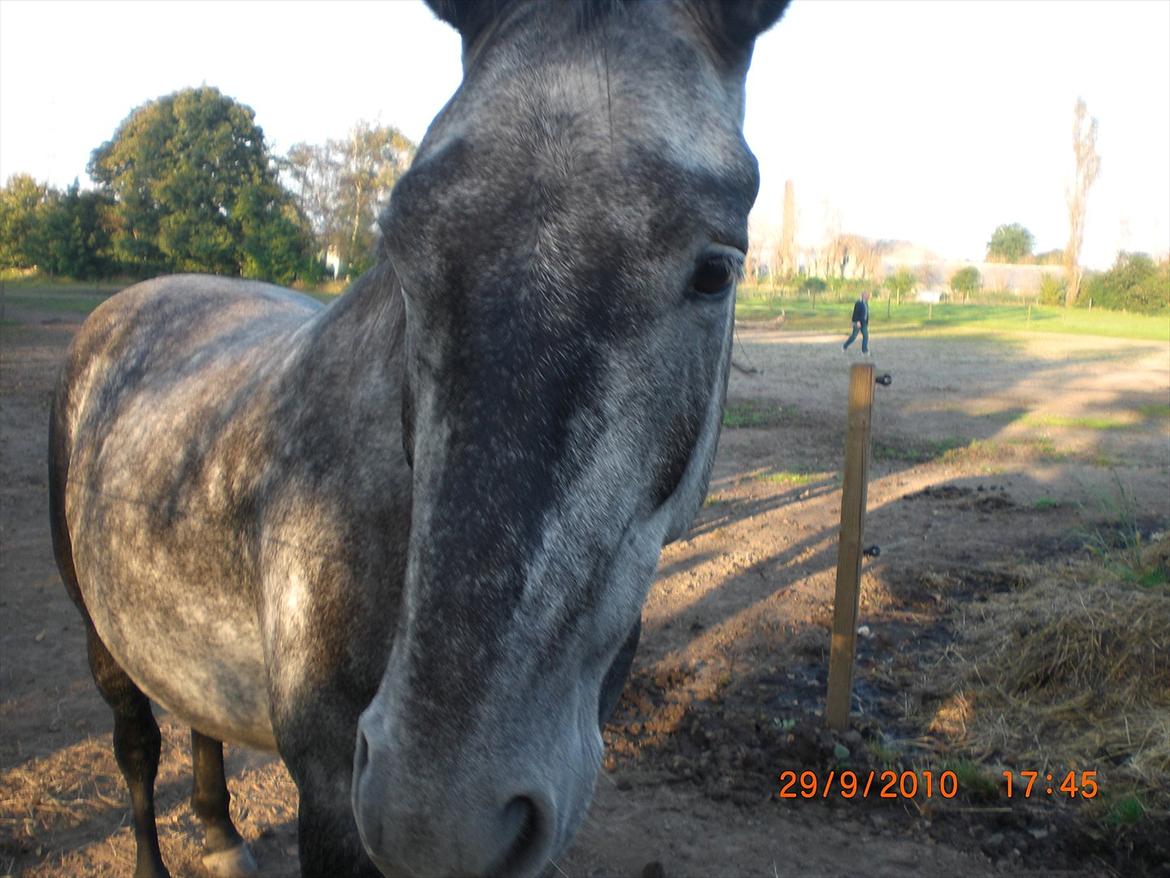 DSP Leonardo Søblink - Leonardo i september 2011 på fold billede 1