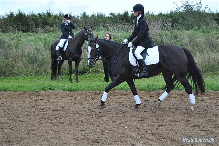 Anden særlig race Houmgaards Shakira<3. - Til stævne på Grk. billede 14