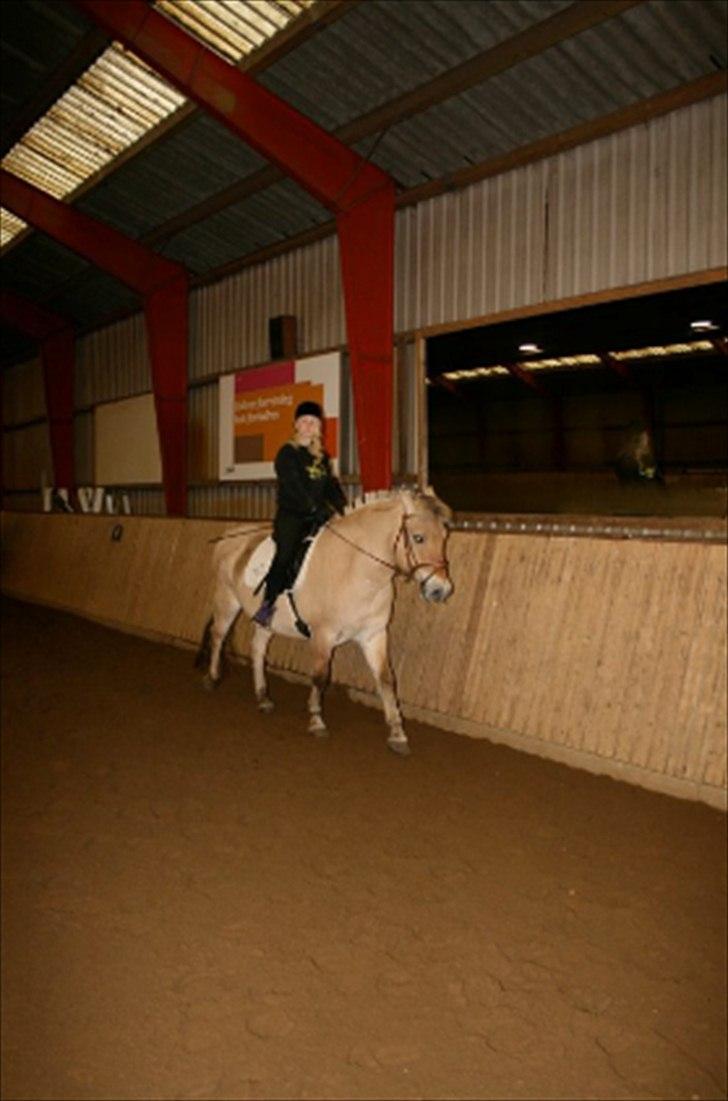 Fjordhest Buller billede 12