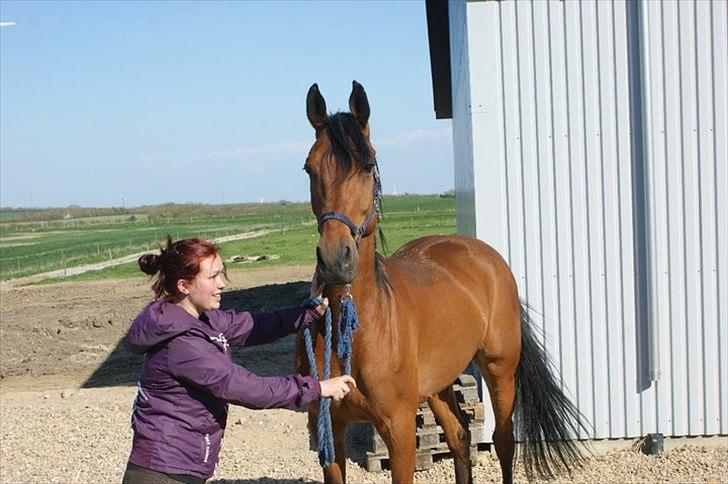 Dansk Varmblod Benny billede 20