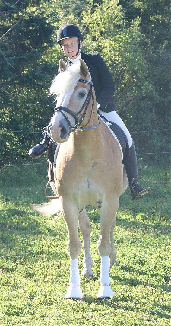 Haflinger Nocturne Lundgaard | billede 15