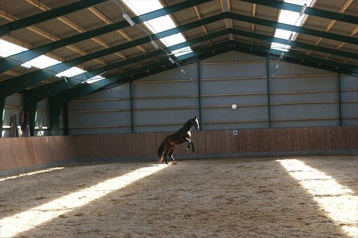 Dansk Varmblod Lady Limelight billede 13