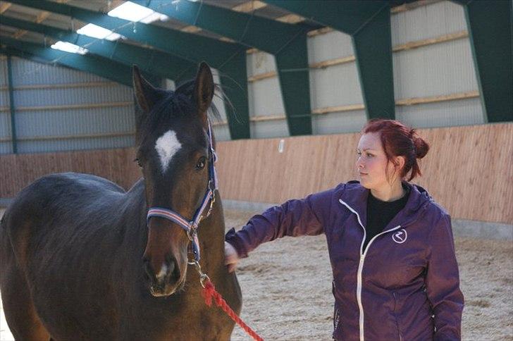 Dansk Varmblod Lady Limelight billede 14