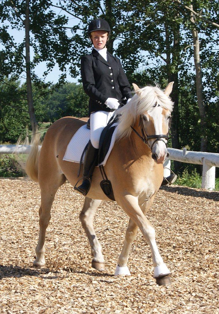 Haflinger Nocturne Lundgaard | billede 16