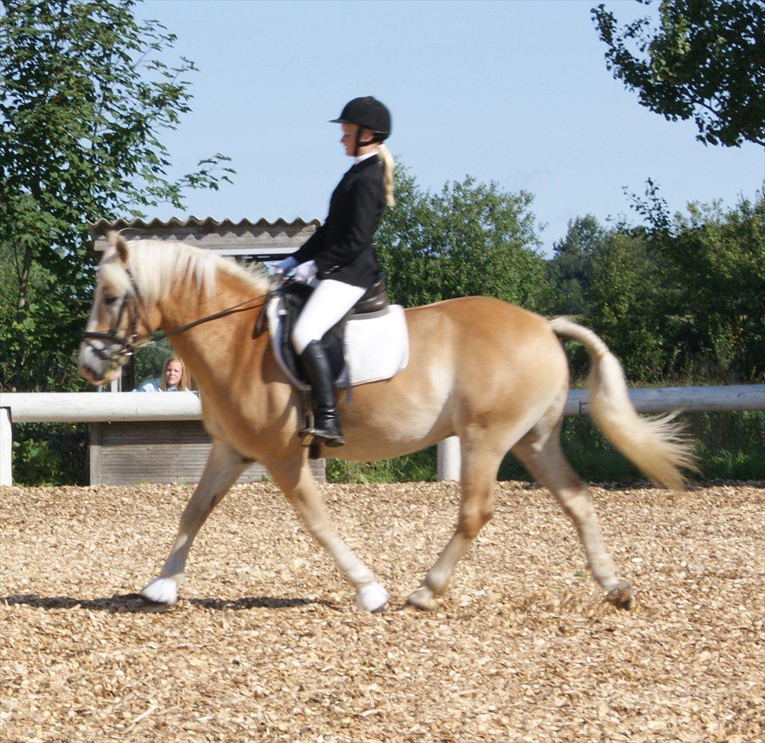 Haflinger Nocturne Lundgaard | billede 17