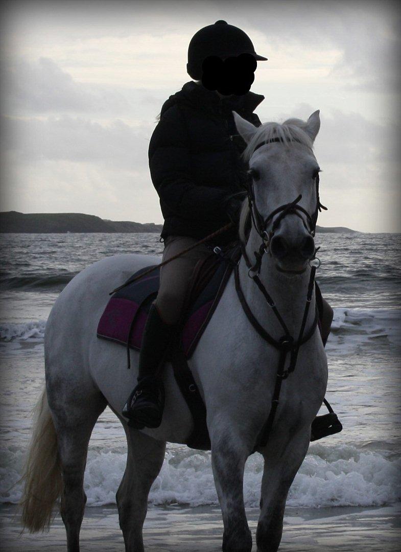 Connemara Prospect Dal Moro - Stranden der en veninde rider ham <3 billede 2