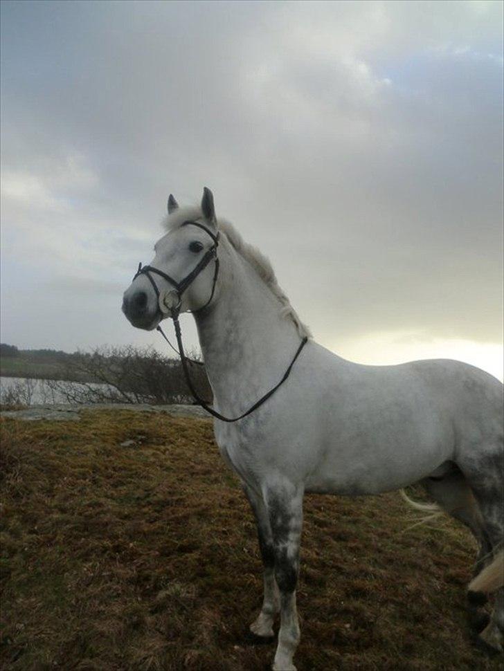 Connemara Prospect Dal Moro - Fotoshoot vinter/vår 2011 <3 billede 5