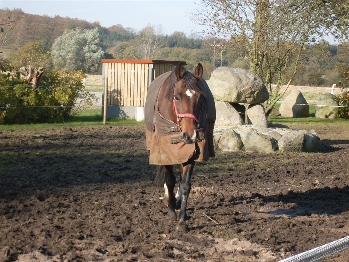 Anden særlig race Shakira billede 11