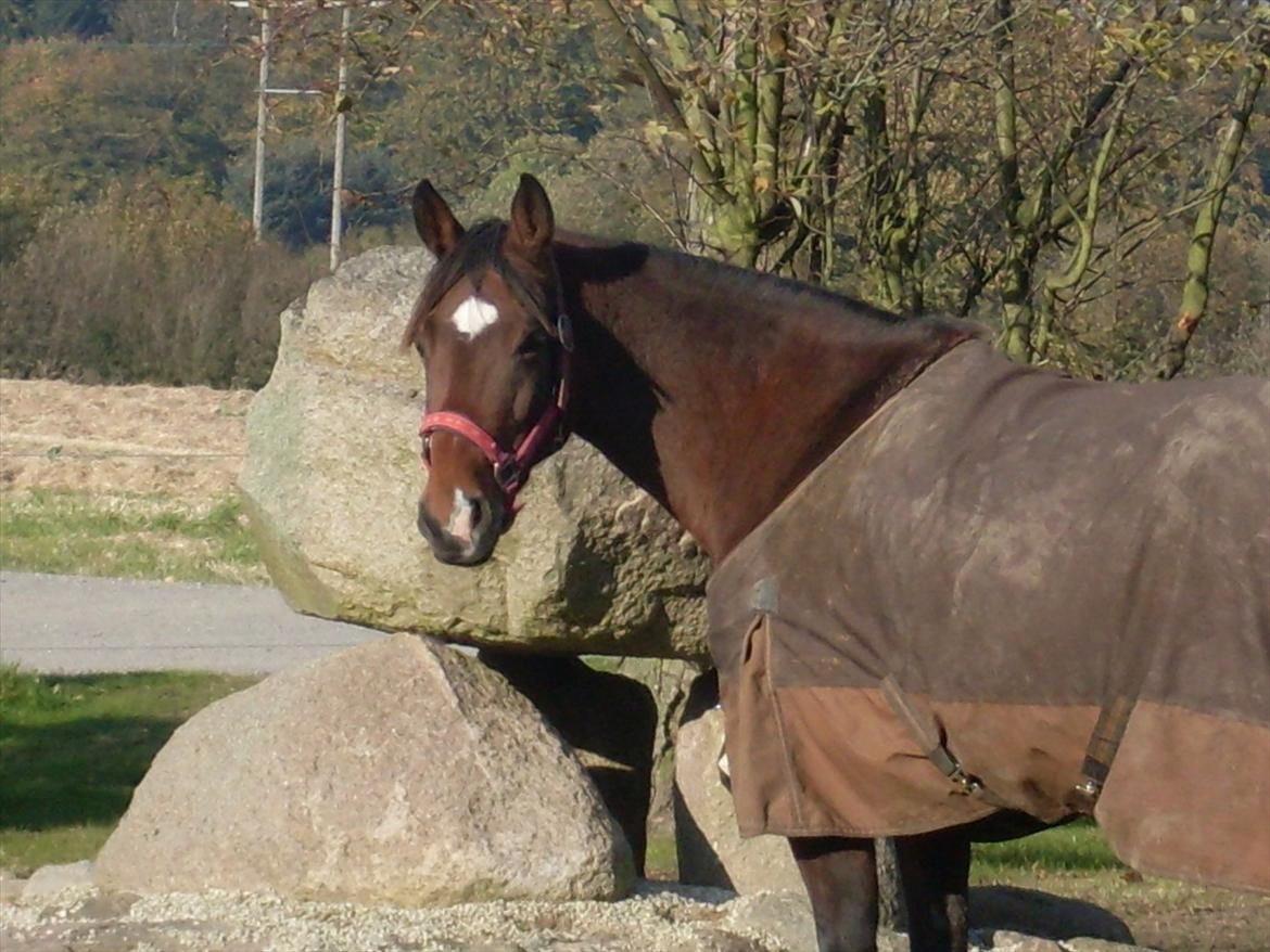 Anden særlig race Shakira billede 2