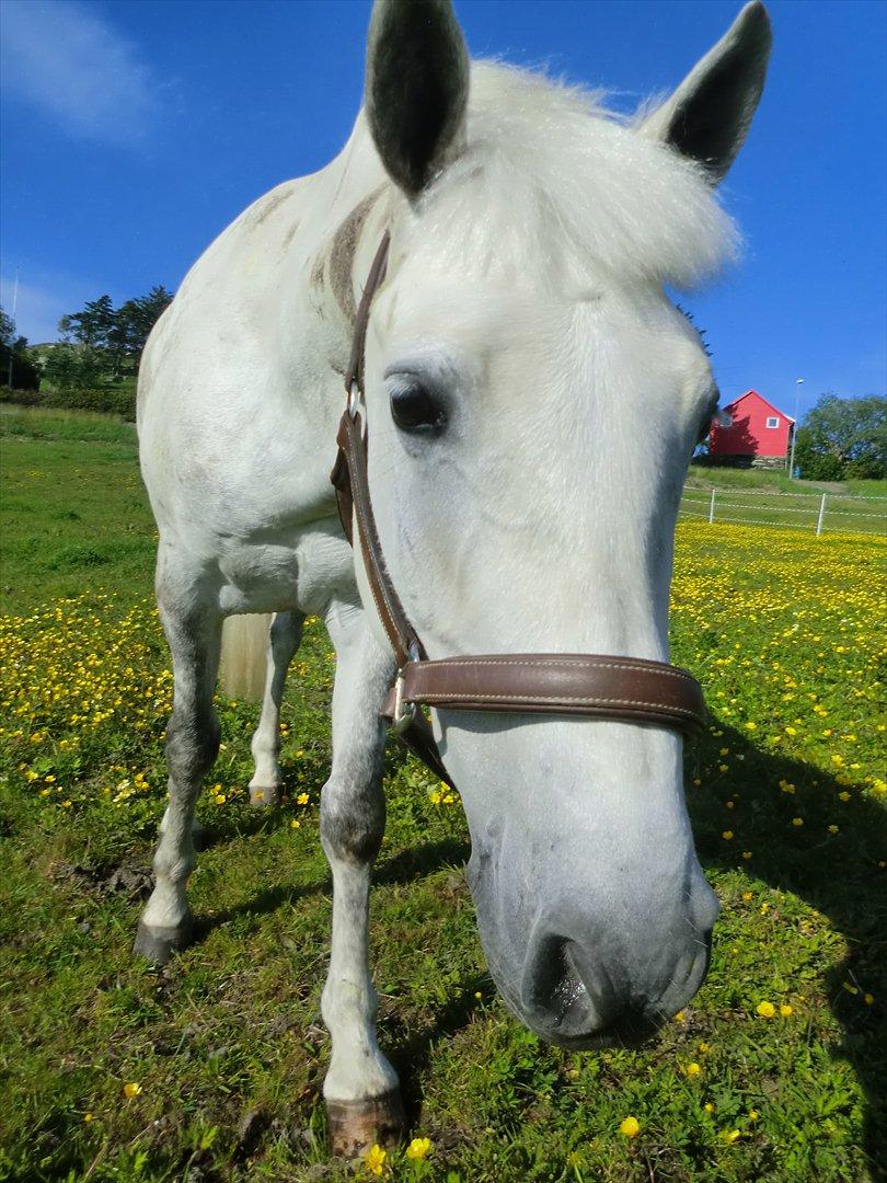 Connemara Prospect Dal Moro - Poppi på fold sommer 2011 <3 billede 7