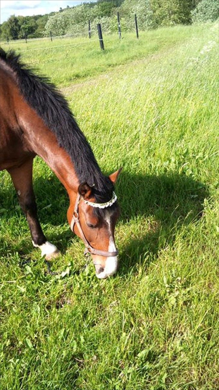 New Forest Populierenhof's Rambo - farvel og læg gerne en kommentar billede 18