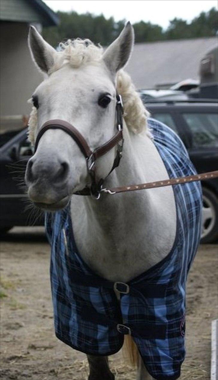 Connemara Prospect Dal Moro - smuk! billede 9