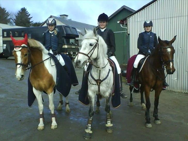 Connemara Prospect Dal Moro - 2009 <3 billede 10