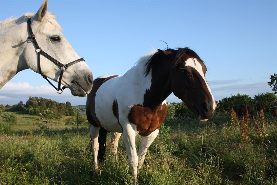 Connemara Prospect Dal Moro - mine smilende ponyer <3 billede 11