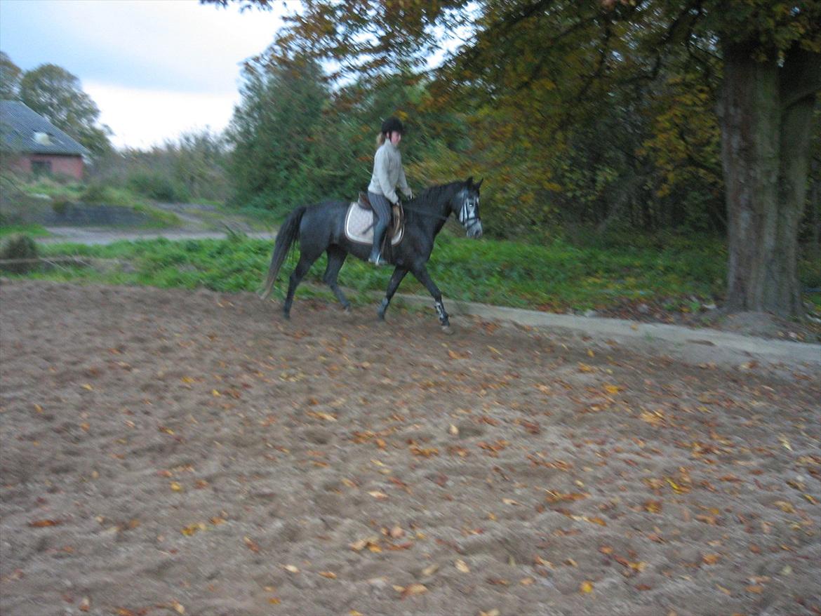 Anden særlig race La Vita A Egelykken *SOLGT*  billede 6