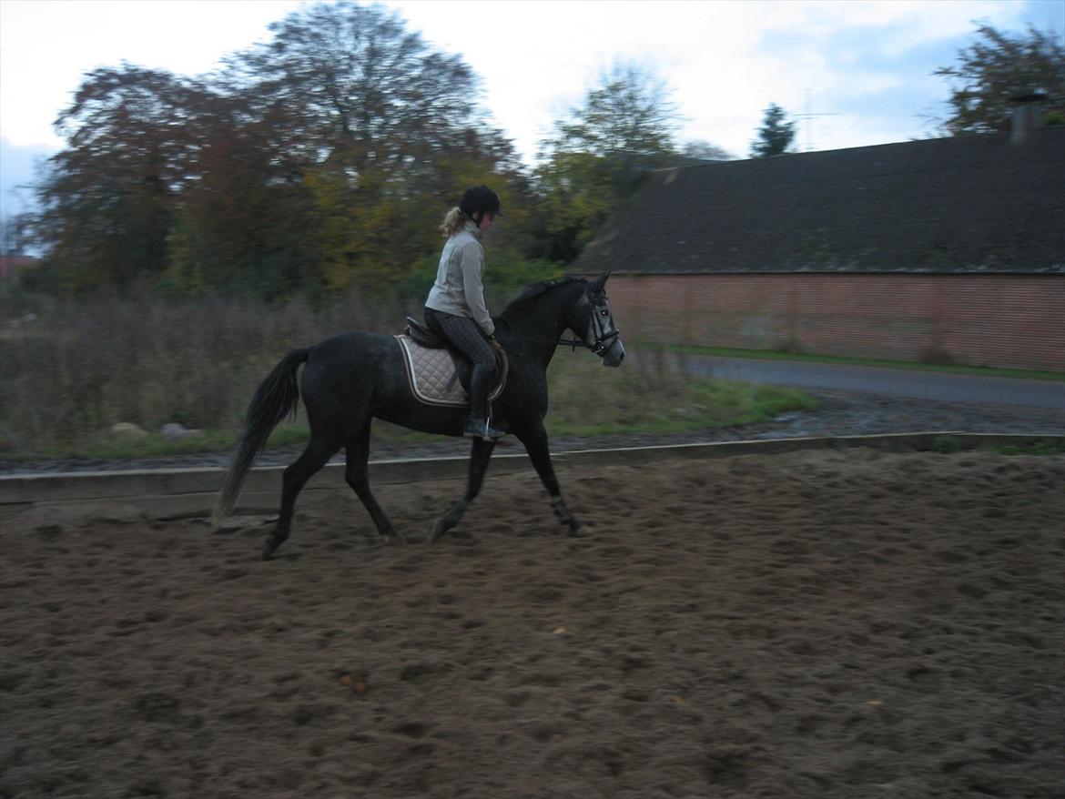 Anden særlig race La Vita A Egelykken *SOLGT*  billede 9