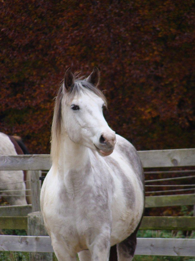 Anden særlig race Venja - Skønne Venja d. 30. oktober 2011 :D billede 9