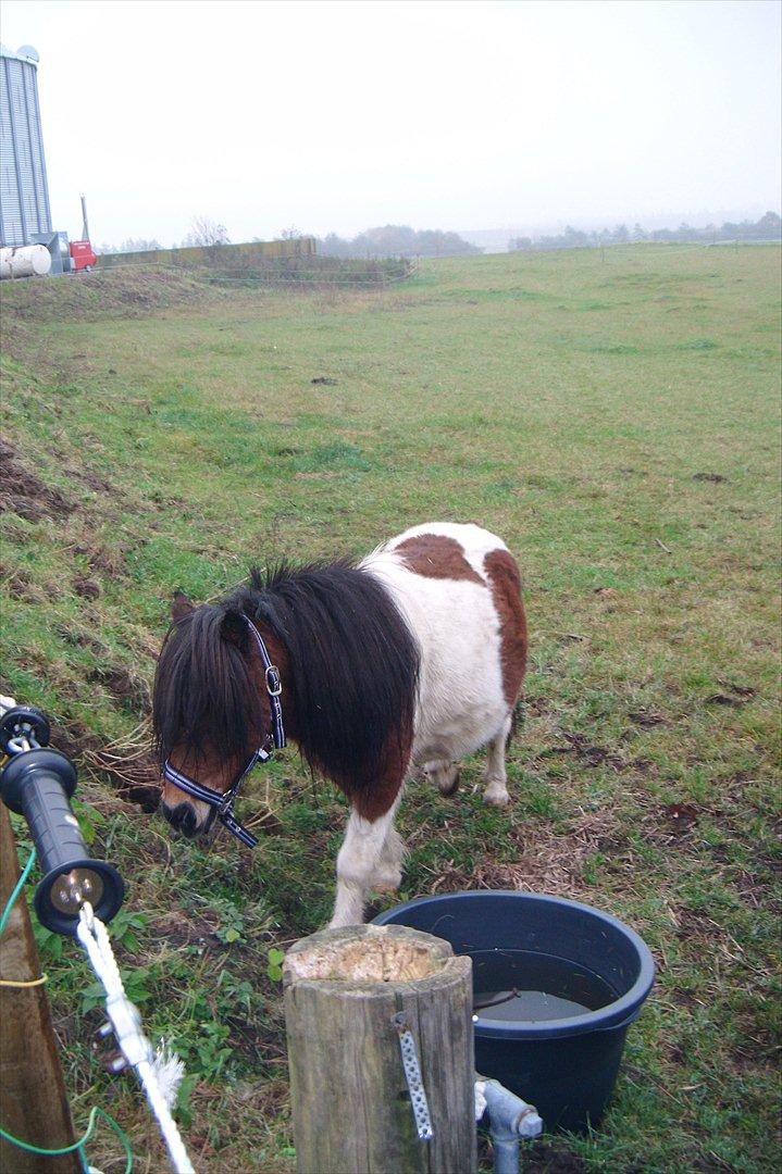 Shetlænder Perle - "Her kommer jeg"
Lige flyttet hjem til Birkelund oktober 2011 billede 13