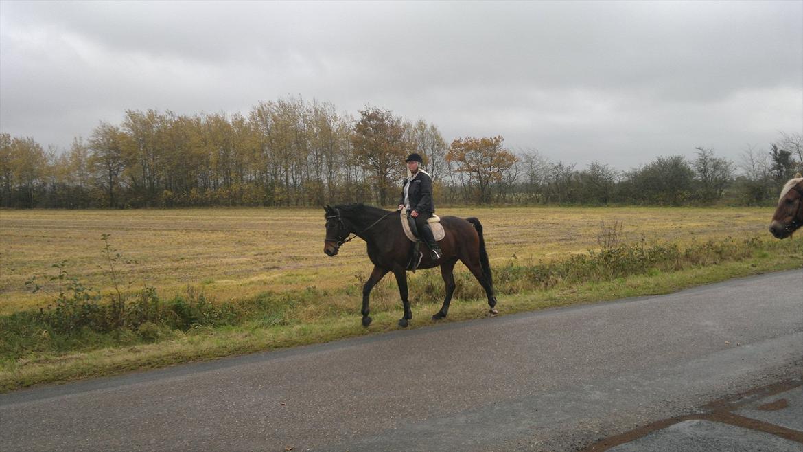 Anden særlig race Nymarks Tristan . - Vi elsker ture ;-) . billede 15