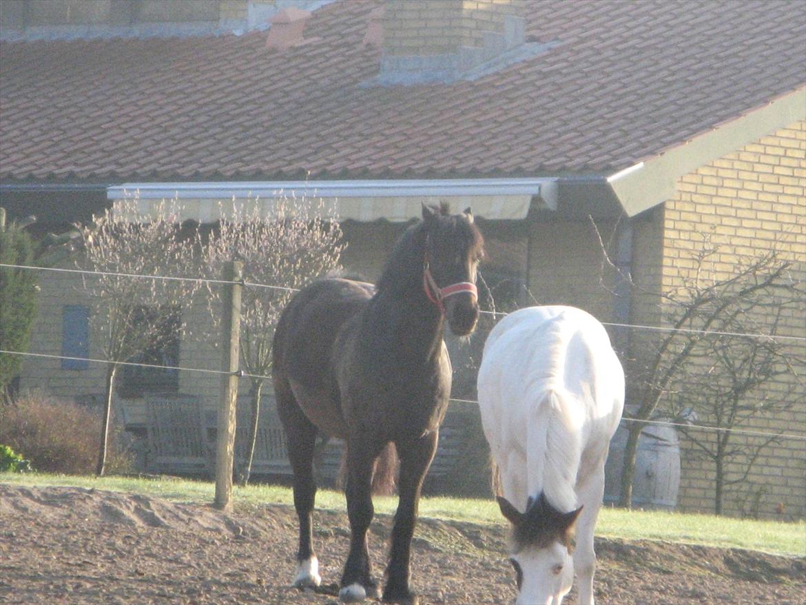 Welsh Cob (sec D) Merlyns Puzzle   - Ham og hans kærste Angel billede 9