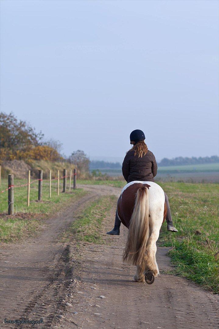 Irish Cob Lady O´Shye Light (Blondie)(Himmelhest) billede 10